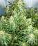 Original Auto Critical fem (FastBuds) семена конопли
