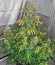 Auto White Widow fem (Pyramid Seeds) семена конопли