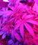 Critical Jack Herer Auto fem (Delicious Seeds) семена конопли