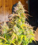 Gorilla Glue Auto fem семена конопли
