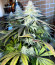Mimosa X Orange Punch fem (Barney's Farm) семена конопли