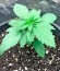 Afghan Kush fem (World of Seeds) семена конопли