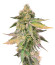 RS 11 x Banana OG fem от Barney's Farm семена конопли