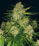 Apollo F1 Auto fem (RQS) семена конопли