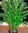 Mazar Kush fem (World of Seeds) семена конопли