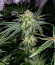 Fruit Gum fem (UKHTA420) семена конопли