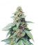 Wedding Cheesecake Auto fem (FastBuds) семена конопли
