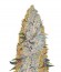 Amnesium fem (Victory Seeds) семена конопли