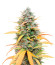 Gelato Auto fem (Herbies Seeds) семена конопли