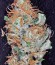 King’s Kush fem семена конопли