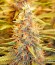 Dedoverde Haze fem семена конопли