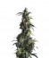 Domina Haze fem семена конопли