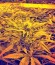 Dr. Greenthumb’s Em-Dog by B-Real fem семена конопли