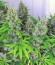 Kali Мist fem (Serious Seeds) семена конопли