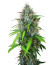 Papaya Zoap Auto fem (Sweet Seeds) семена конопли