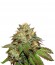 Купить семена каннабиса Bubba Kush шишки