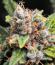 Banana Guava Auto RF3 fem (FastBuds) семена конопли