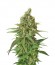 Moby Dick CBD fem семена конопли