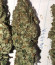 Northern Lights fem (Pyramid Seeds) семена конопли