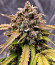 Sour Jealousy Auto fem (FastBuds) семена конопли