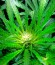 Afghan Kush X Black Domina fem (World of Seeds) семена конопли