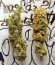 Green Crack fem (Humboldt Seed Organization) семена конопли