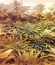 Raspberry Cough fem (Nirvana Seeds) семена конопли