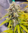Amnesia Zkittlez Auto fem (FastBuds) семена конопли