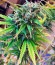 Сорт конопли Exodus Cheese Auto