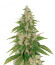 Gelato fem ( Cali Buds Seeds) семена конопли