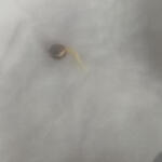 lsd-25-auto-fastbuds.jpg
