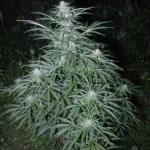 gorilla-glue-auto-fastbuds.png