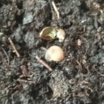 lsd-25-auto-fastbuds.jpg