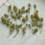 original-auto-og-kush-fem-fastbuds.jpg