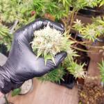 tutankhamon-fem-pyramid-seeds.jpg