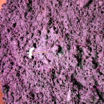 auto-bubble-gum-fem-00-seeds.jpg