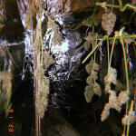 auto-new-york-city-pyramid-seeds.JPG