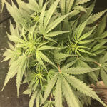 gelato-auto-fem-fastbuds.jpeg