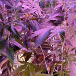 original-auto-og-kush-fem-fastbuds.jpg