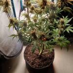 purple-juice-auto-fem-herbies-seeds.jpg