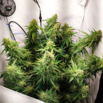 rock-machine-auto-fem-doctors-choise.jpg