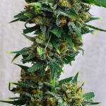 jack-herer-auto-ghs.jpg