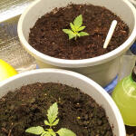 alpha-21-fem-alphafem-seeds.jpg