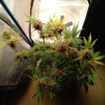 purple-juice-auto-fem-herbies-seeds.jpg