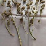 purple-juice-auto-fem-herbies-seeds.jpg