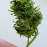 original-auto-og-kush-fem-fastbuds.jpg