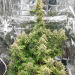 tutankhamon-fem-pyramid-seeds.jpg