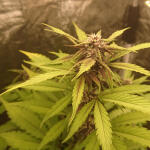 lsd-25-auto-fem-fastbuds.jpg