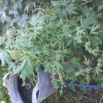 white-widow-regular-nirvana-seeds.jpg