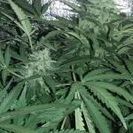 tangiematic-auto-fastbuds.jpg
